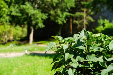 Sıcak gün, Güneş parlıyor parlak, yeşil orman çalılar.