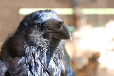 Siyah kuşla Raven sırtını aç bir taş üzerinde oturuyor. Arka plan bulanık.