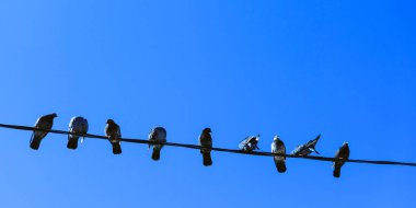 güvercinler tel üzerinde oturan wiremany güvercinler üzerinde. Mavi gökyüzüne karşı.