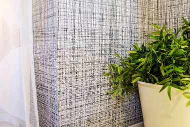 Beton kap içinde büyüyen taze yeşil buğday çimi.