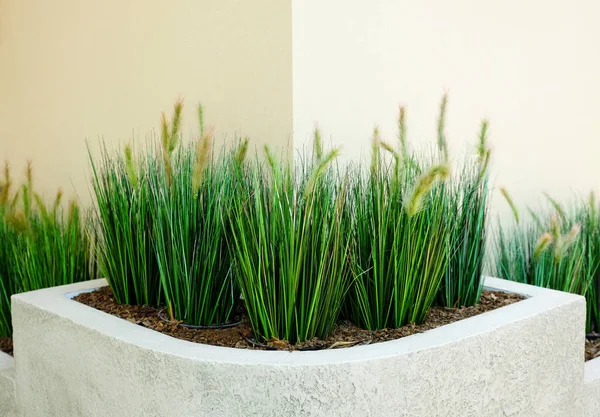 Frische Grüne Pflanzen Vasen Dekoratives Grün Auf Dem Hintergrund Des — Stockfoto