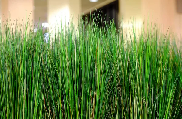 Frische Grüne Pflanzen Vasen Dekoratives Grün Auf Dem Hintergrund Des — Stockfoto