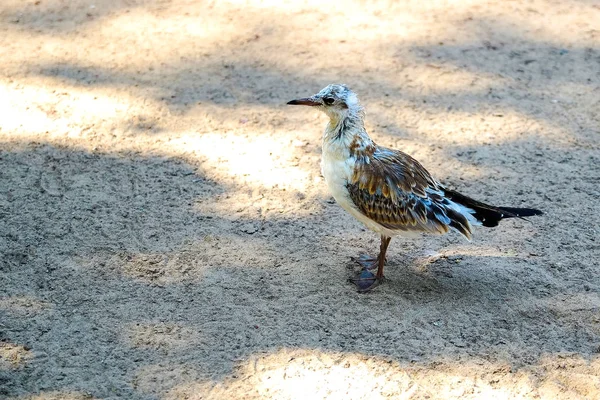 Gaviota Encuentra Orilla Del Lago Fondo Arena — Foto de Stock