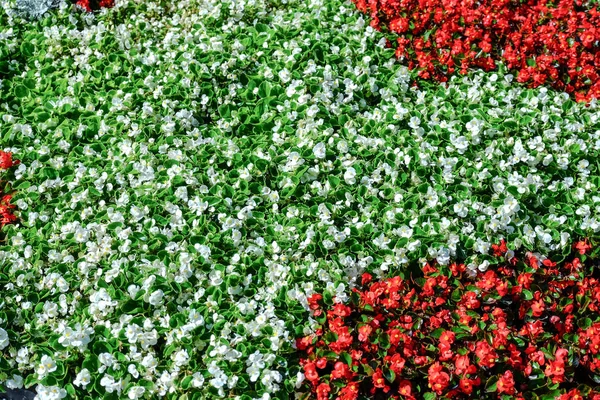 Coloridas Flores Verano Lecho Flores Ciudad Colcha Flores — Foto de Stock