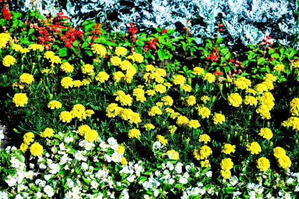 Красочные Летние Цветы Городской Клумбе Покрывало Цветов — стоковое фото