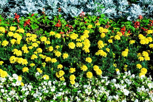 Красивые Цветы Открытом Воздухе Корзина Дизайнера Плетеная Фоне Городских Улиц — стоковое фото
