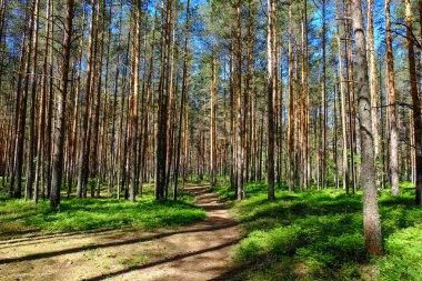Uzun eski ağaçlar arka planda herdem yeşil ilkel orman mavi gökyüzünde görünümünü.