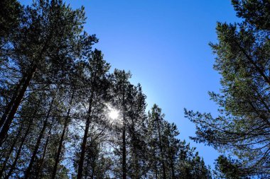 Uzun eski ağaçlar arka planda herdem yeşil ilkel orman mavi gökyüzünde görünümünü.