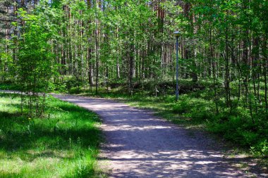 Bahçe peyzaj, selvi, cüce firs koniler ile