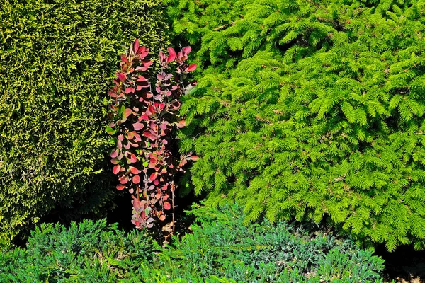 Landschap Tuinieren Cypress Dwerg Sparren Met Kegels — Stockfoto