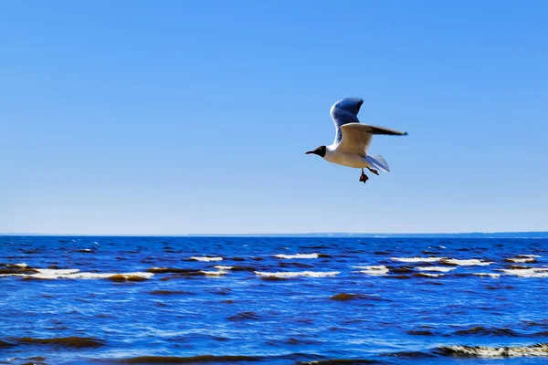 Seagull over sea. On a Sunny summer day.