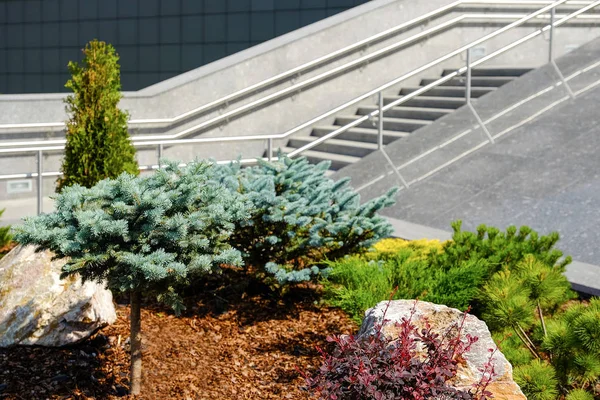 景观设计 岩石矮云杉蕨类植物 在花岗岩楼梯的背景下 — 图库照片