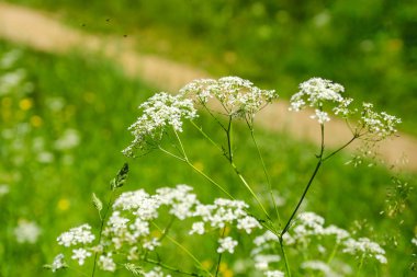 Yaz günü. Yeşil çim. Rüzgar sallanan. Alan beyaz ve sarı çiçek.