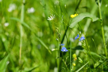 Yaz günü. Yeşil çim. Rüzgar gibi salla. Beyaz ve sarı çiçek alan. Mavi çiçekler hercai menekşe