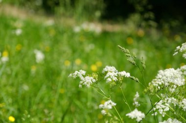 Yaz günü. Yeşil çim. Rüzgar sallanan. Alan beyaz ve sarı çiçek.