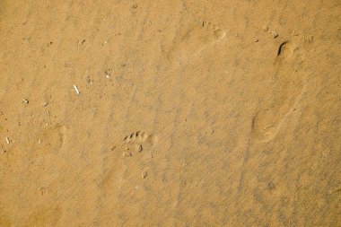 Sarı kumsalı, kumdaki.