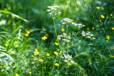 Yaz günü. Yeşil çim. Rüzgar sallanan. Alan beyaz ve sarı çiçek.