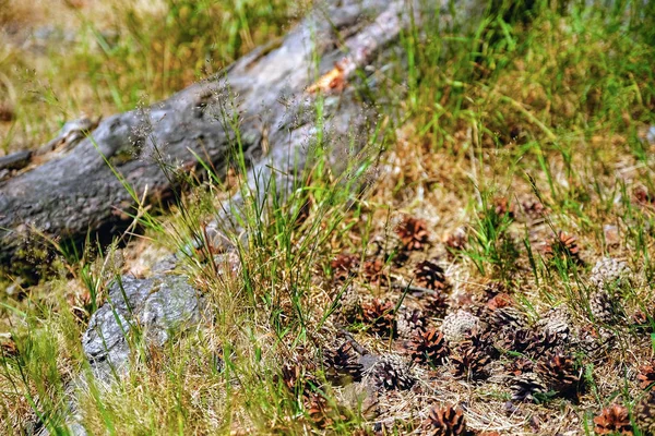 Kottar Bra Och Torr Och Vissa Öppna Grönt Gräs Varm — Stockfoto