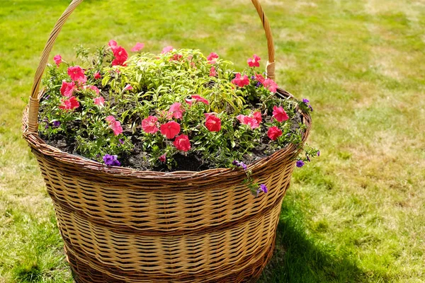 Straße Blumentöpfe Blumen Auf Steinmauer Hintergrund — Stockfoto