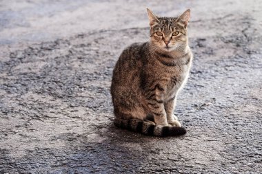 kedi güneşte kaldırımda. asfalt yolda poz kedi oturma.