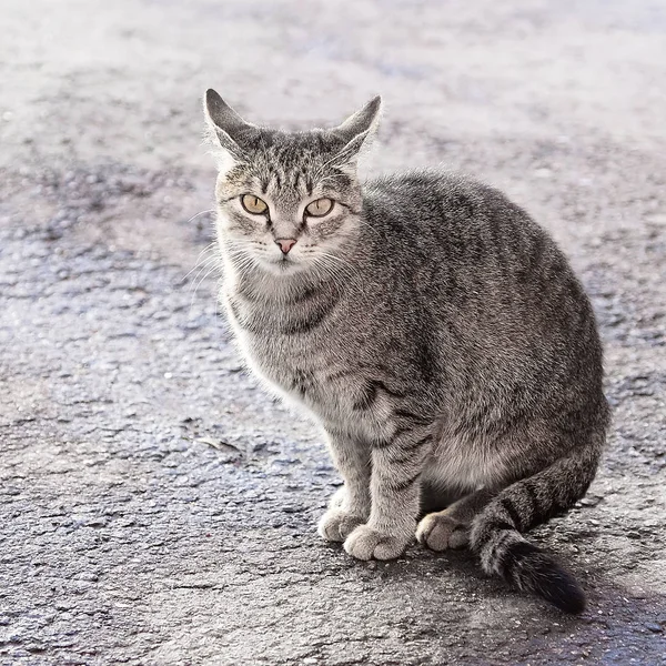 Gato no pavimento ao sol. o gato sentado posando na estrada de asfalto — Fotografia de Stock