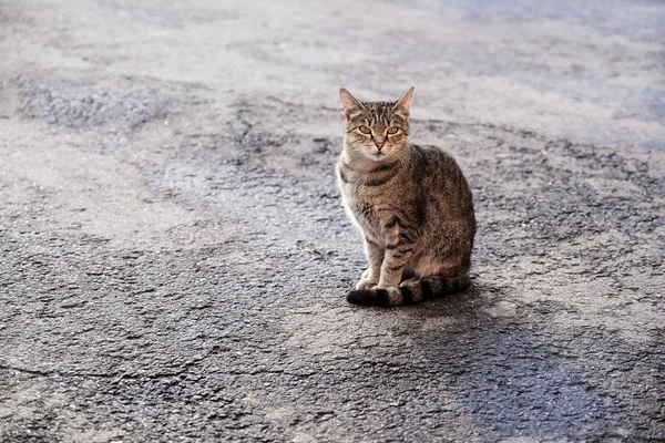 Katze Auf Dem Bürgersteig Der Sonne Die Katze Posiert Auf — Stockfoto