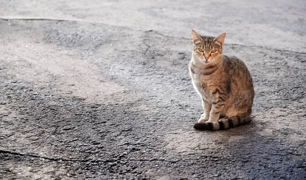 Gato Pavimento Sol Gato Sentado Posando Estrada Asfalto — Fotografia de Stock