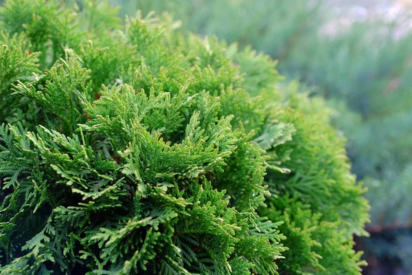 Landschap Tuinieren Cypress Dwerg Sparren Met Kegels — Stockfoto