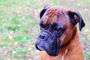 Namlu köpekler doğurmak bulldog. Mesafe içine arayan köpek Close-up