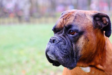 Namlu köpekler doğurmak bulldog. Mesafe içine arayan köpek Close-up