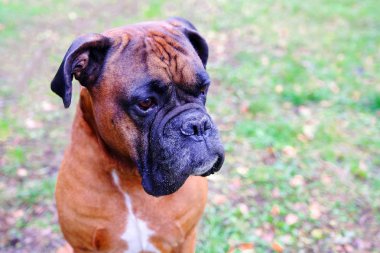 Namlu köpekler doğurmak bulldog. Mesafe içine arayan köpek Close-up.
