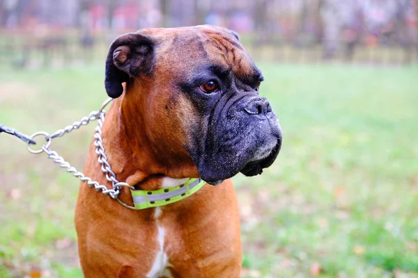 Cães Focinho Criam Bulldog Close Cão Olhando Para Distância — Fotografia de Stock