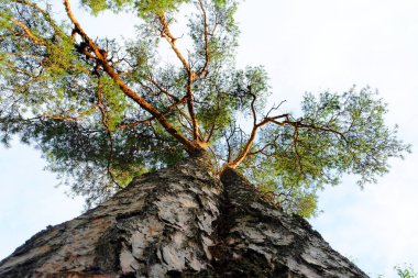 Gökyüzüne kadar uzanan uzun boylu çam ağaçları ile güzel bir Park