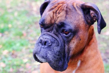 Namlu köpekler doğurmak bulldog. Mesafe içine arayan köpek Close-up