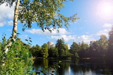 Huş ağaçları, yatay bir kompozisyon sayesinde güneş Günaydın koruda. Mavi gökyüzü. Huş ağacı dalları gökyüzüne karşı.