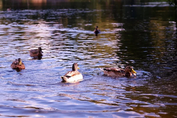 Uma pitoresca lagoa no Parque de Verão. Um bando de patos alimenta-se de pão. — Fotografia de Stock