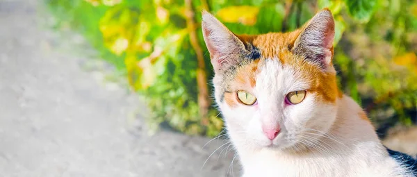 Encantador Gato Olhos Grandes Apreciando Sol Retrato Gato Olhar Directamente — Fotografia de Stock