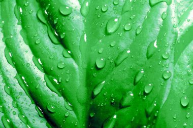 Tropik bir bitki yaprakları üzerinde yağmur damlaları. Palmiye ağacı doğa arka plan bırakır. Doğa. Palma. Raindrop.Rainforest.