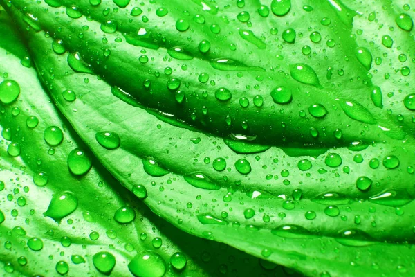 Regentropfen auf den Blättern einer tropischen Pflanze. Palme verlässt die Natur Hintergrund. Natur. Palma. regentrop.regenwald. — Stockfoto