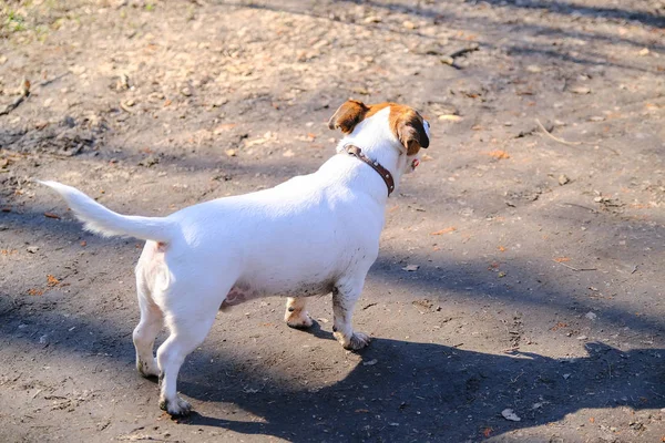 Jack Russell Terrier w jesiennym lesie. Brudny brzuch. — Zdjęcie stockowe