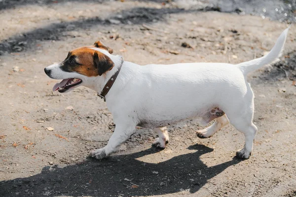 Jack Russell Terrier w jesiennym lesie. Brudny brzuch. — Zdjęcie stockowe