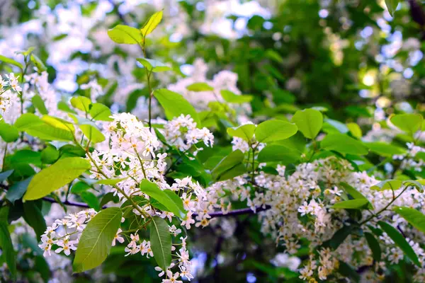 Lilac flowers on the branches of a Bush. Spring branch of a blossoming lilac — Stock Photo, Image