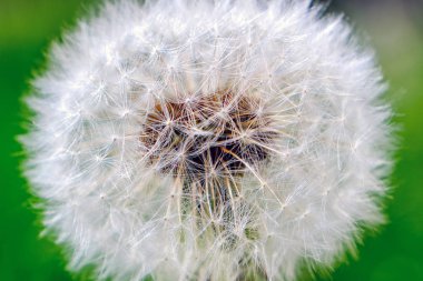 Makro kabarık . Bahar kır çiçekleri. Yakından kapatın. Seçici odak. Bokeh
