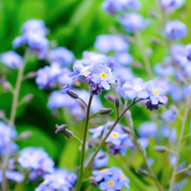 Makro mavi yaprakları unut-beni-değil. Bahar kır çiçekleri. Yakından kapatın. Seçici odak. Bokeh