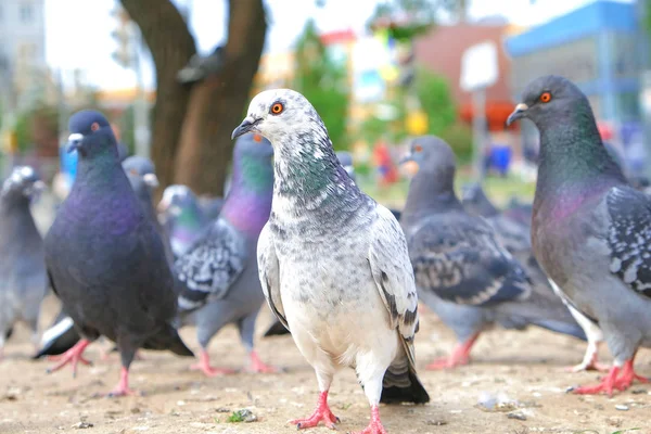 Pigeons doves eat piece of bread on ground, close up. — Stock Photo, Image