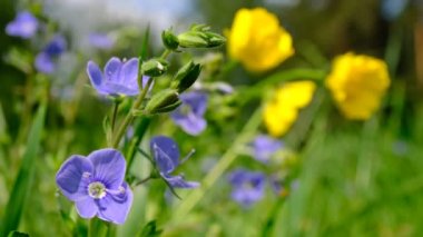 Çiçek yaz Glade. Yakından görüş filmi, dinlenme ve rahatlama. Meditasyon için. Çayır.