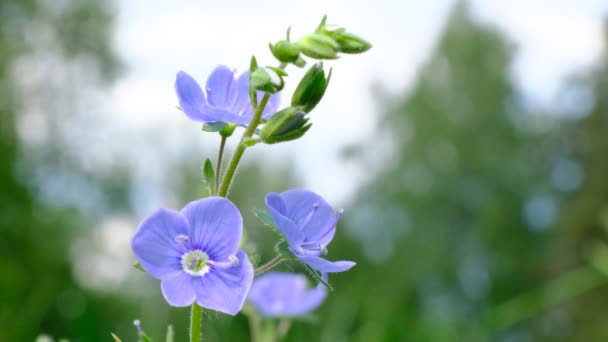 Natuurlijke omgeving. Close-up view film, ontspanning en ontspanning. Voor meditatie. Bloemen zomer glade. Ui. — Stockvideo