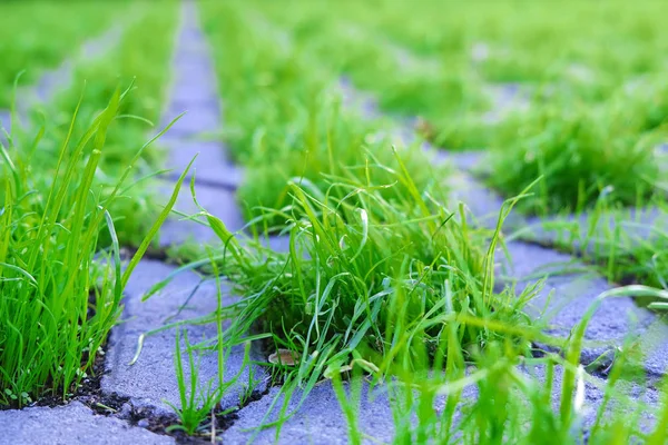Gras bricht durch Steinblöcke des Fliesenweges in einem Park. Licht der untergehenden Sonne auf dem Bürgersteig veranschaulicht Motivation, Beharrlichkeit und Wachstumskonzept. — Stockfoto