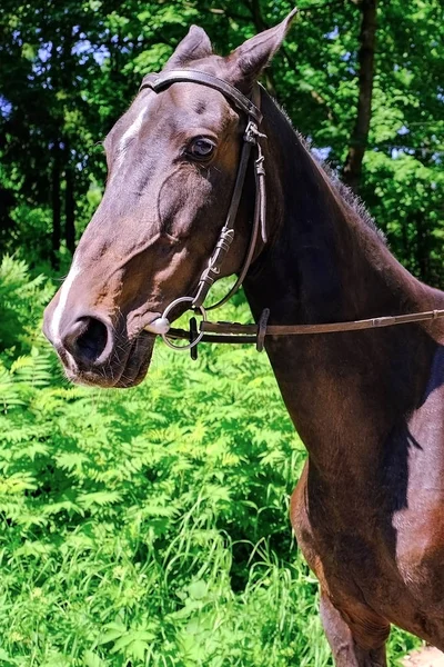 Kůň Akhal-Teke. Úsťová plnokrevná Akhal-Teke kůň, fotografie v přírodě. — Stock fotografie