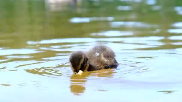 Patos Fofinhos Mergulham Minados Vida Selvagem Floresta Lago Temporada Verão — Vídeo de Stock